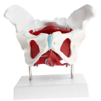  Модель мышц пола скелета женского таза 1: 1 со съемными органами