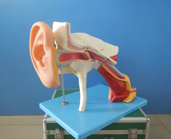  Модель структуры усиления ушей